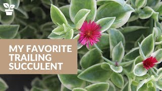 My Favorite Trailing Succulent MEZOO Trailing Red quotMesbiclaquot [upl. by Tav]