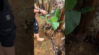 Banana farming tricks  us farming secrets shorts agriculture farming [upl. by Atilek]