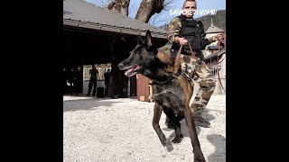 Ugine  Entrainement des équipes cynophiles de la Gendarmerie [upl. by Peterus848]