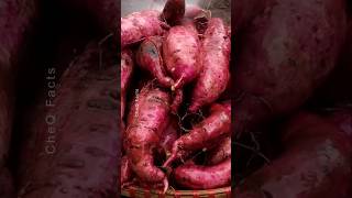 How to Grow Sweet Potatoes at Home Using Plastic Bags plants shorts farming [upl. by Chaney669]