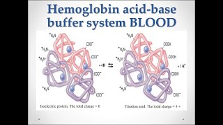 Mechanism of action of Hemoglobin buffering system [upl. by Libbna]