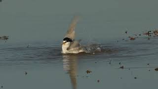 Oriental Pratincoles 11 to14 May 2024 [upl. by Vanny]