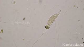 Predacious ciliate eats a vorticella Инфузория амфилептус ест сувойку [upl. by Griffy]