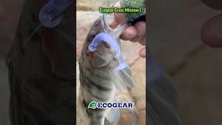 Ecogear Grass Minnow L [upl. by Yrok]