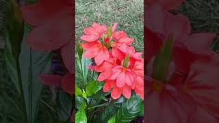 Firecracker Flower beautiful flowers nature bloom colors life asmr satisfying [upl. by Georgeta]