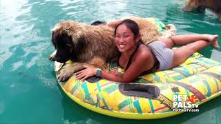 Learn all about the Leonberger dog breed [upl. by Conger13]