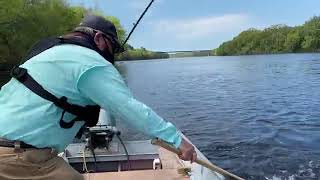 Watch a man reel in a shad on the Kennebec River [upl. by Deragon]