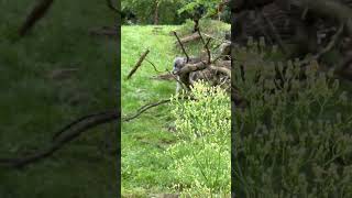 Up Close with a Grey Wolf Stunning Sanctuary Encounter [upl. by Mommy612]