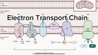 Electron Transport Chain and Chemiosmosis [upl. by Neslund221]