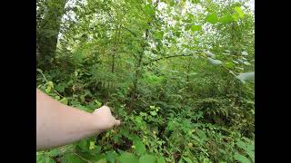 Delamere Forest  FPV trail trekking [upl. by Naved]