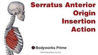 Serratus Anterior Anatomy Origin Insertion amp Action [upl. by Zachar]