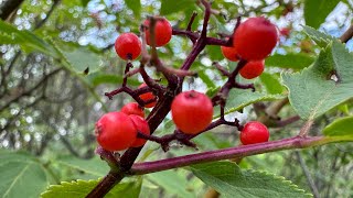 Good Bad or Toxic Let’s find out Red Elderberries [upl. by Albertine774]