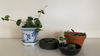 Peperomia quotHopequot Propagated  May 2022 [upl. by Nodyl374]