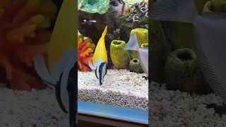 yellow yellowfish aquarium bangalore neonvibes edit [upl. by Tremann396]