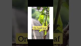 Inchworms on Basil 🌿 gardening pests shortsvideo organicgardening [upl. by Layne358]