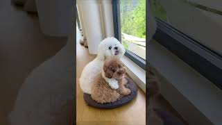 Funny animals 🐶🐱 eps 47 shorts funny laugh animals [upl. by Cohleen]