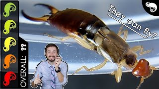 Earwig The Best Pet Invertebrate [upl. by Kendall]