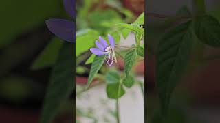 Cleome rutidosperma [upl. by Larkins]