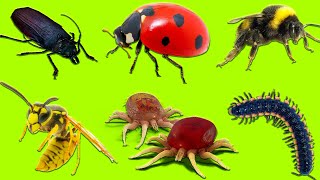 Learn Insects  Learn Names and Sounds of Insects for Kids in English 2 [upl. by Welles]