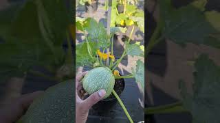 Squash amp Zucchini Harvest  Backyard Garden in New York greentgarden squash zucchini [upl. by Lednew171]