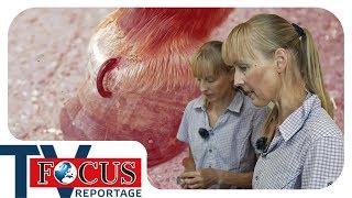 Blutegel Behandlung  Tierheilpraktiker im Einsatz  Focus TV Reportage [upl. by Stanislaus]