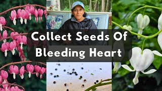 How To Collect Bleeding Heart Seeds  Plant Bleeding Heart Seeds amp Grow Plants [upl. by Leverett]