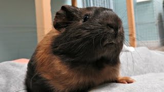 New Pet Room Morning Routine 11 Guinea Pigs amp 1 Rabbit [upl. by Ah]