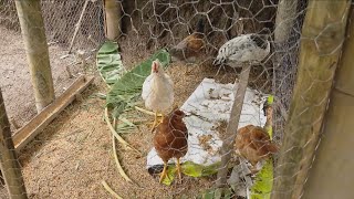 Pequeña producción de gallinas criollas  La Finca de Hoy [upl. by Nairolf]