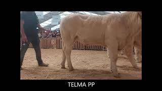 TELMA PP génisse charolaise Charolais Univers vendue au sommet de lélevage 2023 [upl. by Adnahs]