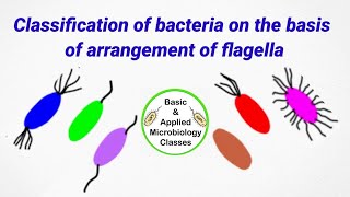 Classification of bacteria on the basis of flagella arrangement  Flagella arrangement in bacteria [upl. by Orlantha]