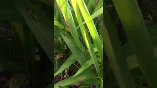 Elaichi plantlikeandsubscribe everythinggardening nature [upl. by Assirrec]