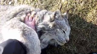 Max Canada Lynx March Shedding [upl. by Yrram]