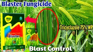 Blaster fungicide  Tricyclazole 75 WP  Paddy Wheat Sugarcane Maize Blast Disease Control [upl. by Wheelwright374]