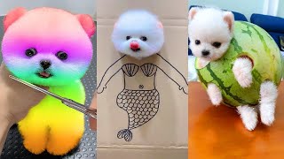 Cute Pomeranian Puppies Doing Funny Things 8  Cute and Funny Dogs [upl. by Initsed]