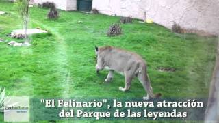 Conozca quotEl Felinarioquot la nueva atracción del Parque de las Leyendas [upl. by Rozina323]