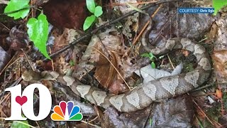 TVA warns of baby copperhead season in East Tennessee [upl. by Bauer]