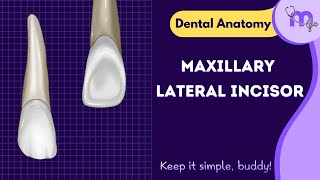 Maxillary Lateral Incisor Anatomy Explained [upl. by Kafka129]