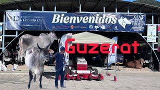 Raza Guzerat en el Nacional del cebú [upl. by Llevel]