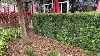 Podocarpus Hedge 5ftPrivacy Screens and HedgesLarge Trees and PalmsThe Tree Planters In Florida [upl. by Noraj840]