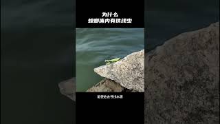 ［科普知识］为什么螳螂体内有铁线虫呢？ 科普 [upl. by Zaremski]