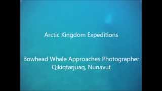 Bowhead Whale Approaches Photographer  Arctic Kingdom [upl. by Nancee164]