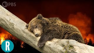 How is Climate Change Affecting Hibernation Patterns of Animals [upl. by Kleiman85]