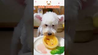 Dog Food Today 🐶 Part 42 dogfood cutedog mukbang dogvlog [upl. by Nnawaj748]