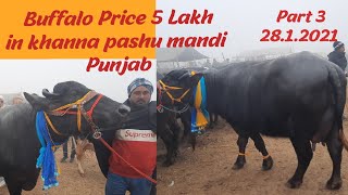 khanna pashu mandi 2812021 5 Lakh Price Buffalo in khanna mandi  Punjab Part 3 jbs video। [upl. by Mullins]