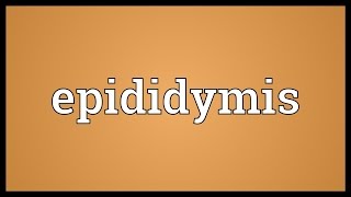 Epididymis Meaning [upl. by Isbel240]