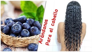 ARANDANOS PARA ACELERAR EL CRECIMIENTO DEL CABELLO [upl. by Battat]