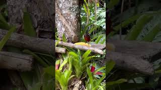 Ramphocelus dimidiatusmalefemale wildlife birds animals nature thanks4u👍subscribe 🦜 [upl. by Bacon]