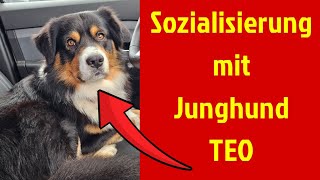 Sozialisierung mit Junghund Mini Aussie Teo [upl. by Stanzel]