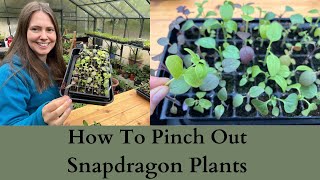 How To Pinch Out Antirrhinum  Snapdragon Plants For More Flowers [upl. by Solohcin907]