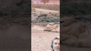 OMG 😱 wildlife safari animals lion nature shortsfeed youtubeshorts gozol god omg [upl. by Marcellus476]